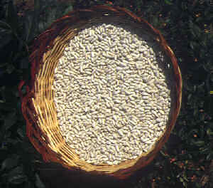 Cannellino e Ciavattone